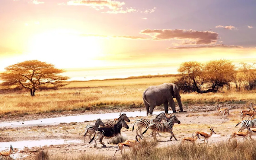 Wild Harmony: Elephants, Zebras, and Deer on the Grasslands from Chrome web store to be run with OffiDocs Chromium online Wild Harmony: Elephants, Zebras, and Deer on the Grasslands from Chrome web store to be run with OffiDocs Chromium online