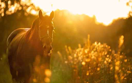Wild horse from Chrome web store to be run with OffiDocs Chromium online Wild horse from Chrome web store to be run with OffiDocs Chromium online