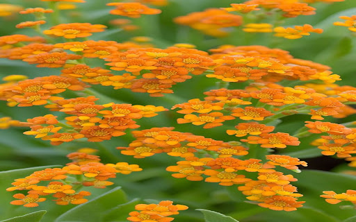 yellow butterfly flower wallpaper from Chrome web store to be run with OffiDocs Chromium online yellow butterfly flower wallpaper from Chrome web store to be run with OffiDocs Chromium online