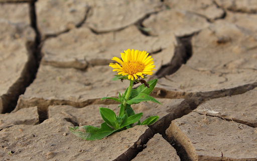 Yellow chrysanthemum flower from Chrome web store to be run with OffiDocs Chromium online Yellow chrysanthemum flower from Chrome web store to be run with OffiDocs Chromium online