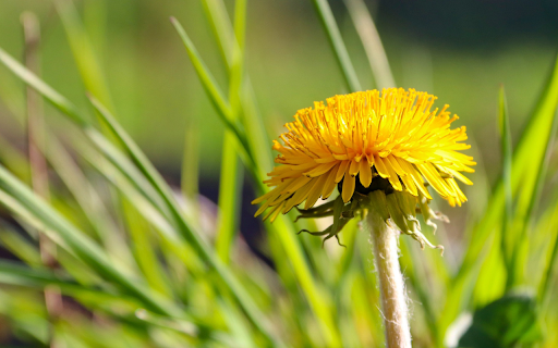 Yellow Dandelion from Chrome web store to be run with OffiDocs Chromium online Yellow Dandelion from Chrome web store to be run with OffiDocs Chromium online