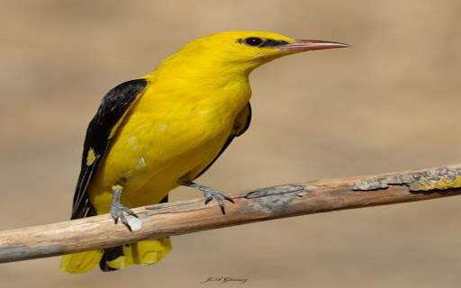 yellow feather bird wallpaper from Chrome web store to be run with OffiDocs Chromium online yellow feather bird wallpaper from Chrome web store to be run with OffiDocs Chromium online