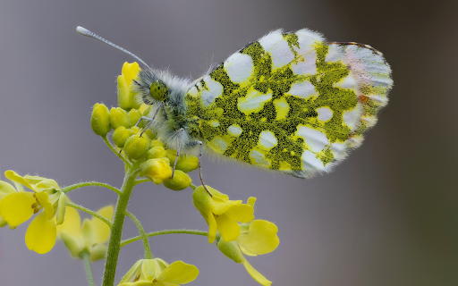 Yellow Flowers and Beautiful Butterflies from Chrome web store to be run with OffiDocs Chromium online Yellow Flowers and Beautiful Butterflies from Chrome web store to be run with OffiDocs Chromium online