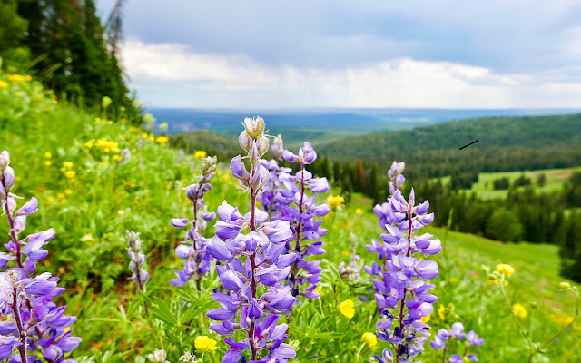 Yellowstone Wildflowers from Chrome web store to be run with OffiDocs Chromium online Yellowstone Wildflowers from Chrome web store to be run with OffiDocs Chromium online