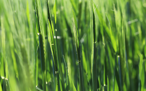 Young Grass from Chrome web store to be run with OffiDocs Chromium online Young Grass from Chrome web store to be run with OffiDocs Chromium online