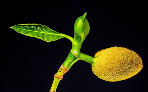 Young jackfruit sprouts from Chrome web store to be run with OffiDocs Chromium online Young jackfruit sprouts from Chrome web store to be run with OffiDocs Chromium online