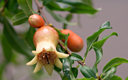 Young pomegranate buds and fruits from Chrome web store to be run with OffiDocs Chromium online Young pomegranate buds and fruits from Chrome web store to be run with OffiDocs Chromium online