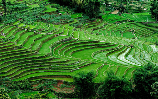 Young rice fields from Chrome web store to be run with OffiDocs Chromium online Young rice fields from Chrome web store to be run with OffiDocs Chromium online