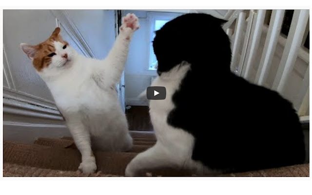 Youtube Autostop from Chrome web store to be run with OffiDocs Chromium online Youtube Autostop from Chrome web store to be run with OffiDocs Chromium online