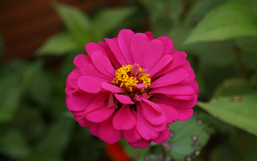 Zinnia flower growing in garden from Chrome web store to be run with OffiDocs Chromium online Zinnia flower growing in garden from Chrome web store to be run with OffiDocs Chromium online