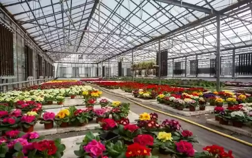 A Flourishing Tapestry of Primula Varieties from Chrome web store to be run with OffiDocs Chromium online A Flourishing Tapestry of Primula Varieties from Chrome web store to be run with OffiDocs Chromium online