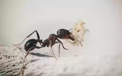Ants secrete saliva from Chrome web store to be run with OffiDocs Chromium online Ants secrete saliva from Chrome web store to be run with OffiDocs Chromium online