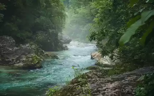 A river flowing through a forest with green trees from Chrome web store to be run with OffiDocs Chromium online A river flowing through a forest with green trees from Chrome web store to be run with OffiDocs Chromium online