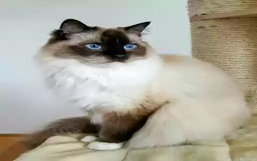 Bali Cat Wallpaper from Chrome web store to be run with OffiDocs Chromium online Bali Cat Wallpaper from Chrome web store to be run with OffiDocs Chromium online