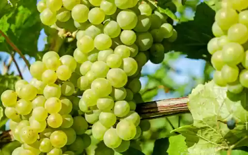 Berry Bunch, Sunlit Green Delight from Chrome web store to be run with OffiDocs Chromium online Berry Bunch, Sunlit Green Delight from Chrome web store to be run with OffiDocs Chromium online