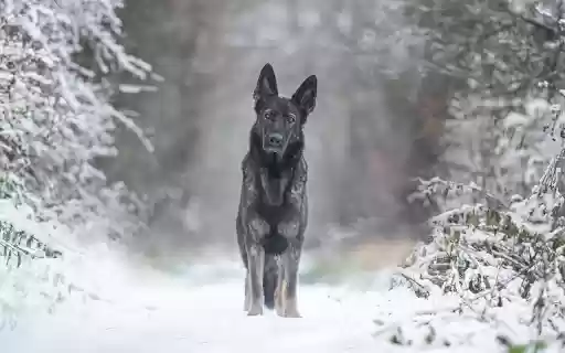 black hound from Chrome web store to be run with OffiDocs Chromium online black hound from Chrome web store to be run with OffiDocs Chromium online