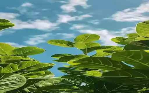 Bright green leaf wallpaper from Chrome web store to be run with OffiDocs Chromium online Bright green leaf wallpaper from Chrome web store to be run with OffiDocs Chromium online