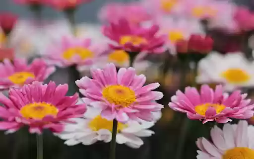 Brilliant flower garden from Chrome web store to be run with OffiDocs Chromium online Brilliant flower garden from Chrome web store to be run with OffiDocs Chromium online