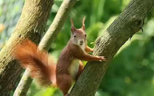 Brown chipmunk from Chrome web store to be run with OffiDocs Chromium online Brown chipmunk from Chrome web store to be run with OffiDocs Chromium online