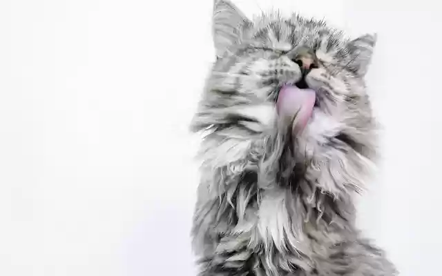 Cat Screen Cleaner from Chrome web store to be run with OffiDocs Chromium online Cat Screen Cleaner from Chrome web store to be run with OffiDocs Chromium online