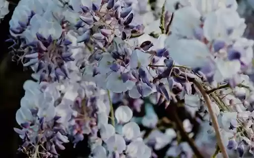 Close up of a Wisteria from Chrome web store to be run with OffiDocs Chromium online Close up of a Wisteria from Chrome web store to be run with OffiDocs Chromium online