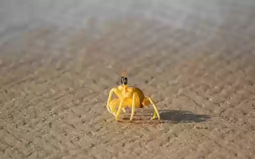 Crab and camera from Chrome web store to be run with OffiDocs Chromium online Crab and camera from Chrome web store to be run with OffiDocs Chromium online