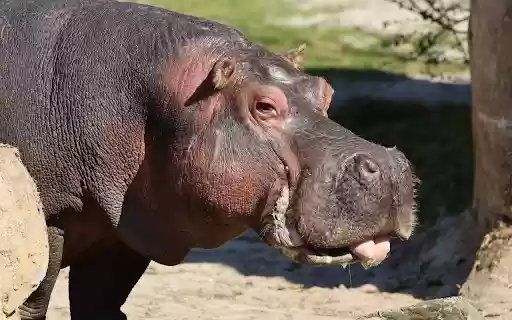 Cute Hippo from Chrome web store to be run with OffiDocs Chromium online Cute Hippo from Chrome web store to be run with OffiDocs Chromium online