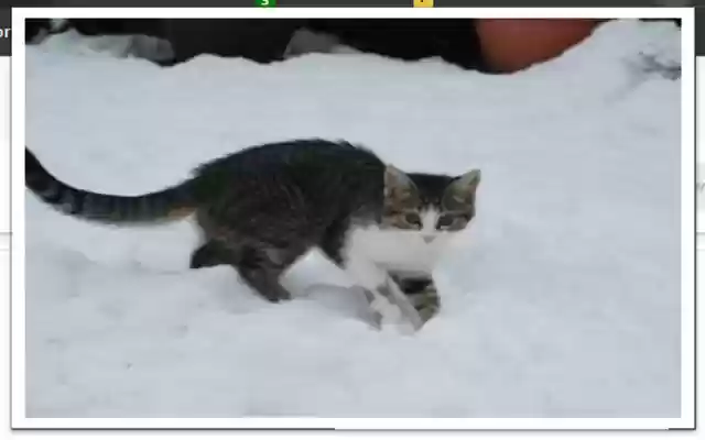 daily cats from Chrome web store to be run with OffiDocs Chromium online daily cats from Chrome web store to be run with OffiDocs Chromium online