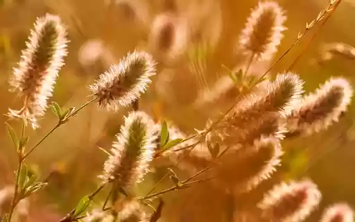 Finger flowers from Chrome web store to be run with OffiDocs Chromium online Finger flowers from Chrome web store to be run with OffiDocs Chromium online