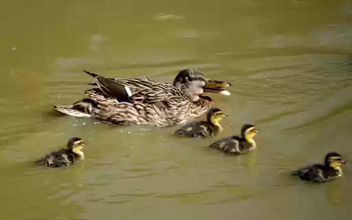 Flock of Brown Ducks from Chrome web store to be run with OffiDocs Chromium online Flock of Brown Ducks from Chrome web store to be run with OffiDocs Chromium online