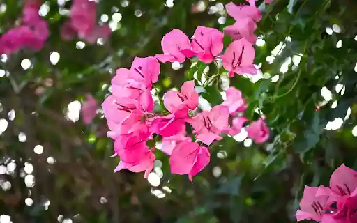 Flower Branches Swinging in the Wind from Chrome web store to be run with OffiDocs Chromium online Flower Branches Swinging in the Wind from Chrome web store to be run with OffiDocs Chromium online