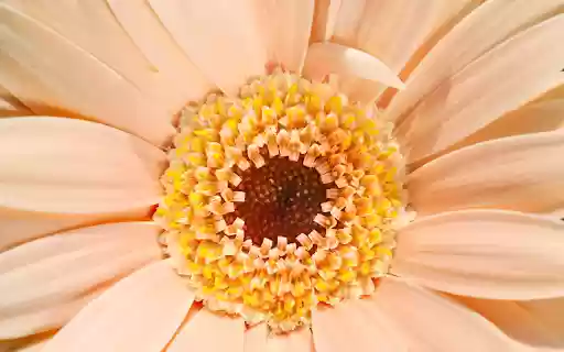Giant flower from Chrome web store to be run with OffiDocs Chromium online Giant flower from Chrome web store to be run with OffiDocs Chromium online