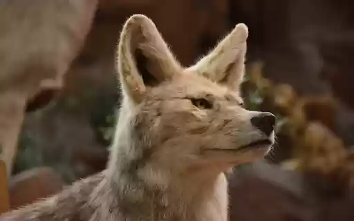 Gray wolf and yellow eyes from Chrome web store to be run with OffiDocs Chromium online Gray wolf and yellow eyes from Chrome web store to be run with OffiDocs Chromium online