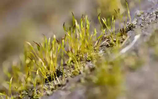 Green Mountains and Rivers from Chrome web store to be run with OffiDocs Chromium online Green Mountains and Rivers from Chrome web store to be run with OffiDocs Chromium online