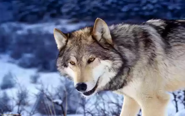 GREY WOLF Theme from Chrome web store to be run with OffiDocs Chromium online GREY WOLF Theme from Chrome web store to be run with OffiDocs Chromium online