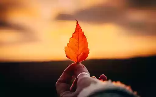 Hand and leaf from Chrome web store to be run with OffiDocs Chromium online Hand and leaf from Chrome web store to be run with OffiDocs Chromium online