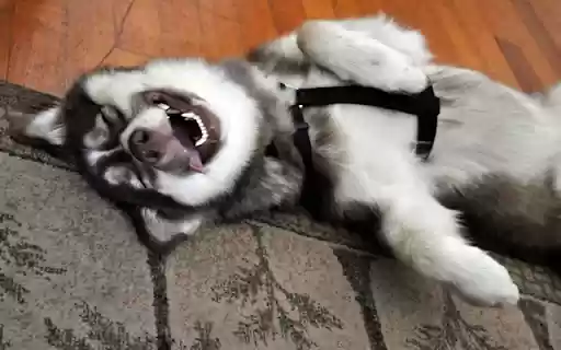 Husky: The Energetic and Playful Snow Dog from Chrome web store to be run with OffiDocs Chromium online Husky: The Energetic and Playful Snow Dog from Chrome web store to be run with OffiDocs Chromium online