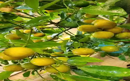 kumquat tree wallpaper from Chrome web store to be run with OffiDocs Chromium online kumquat tree wallpaper from Chrome web store to be run with OffiDocs Chromium online