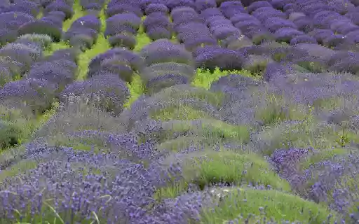 Large flower beds from Chrome web store to be run with OffiDocs Chromium online Large flower beds from Chrome web store to be run with OffiDocs Chromium online