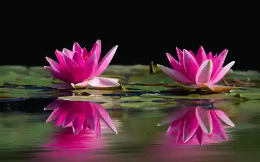 Lotus Reflection Theme from Chrome web store to be run with OffiDocs Chromium online Lotus Reflection Theme from Chrome web store to be run with OffiDocs Chromium online