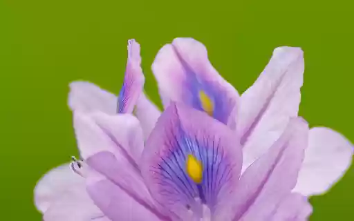 Multicolored flowers from Chrome web store to be run with OffiDocs Chromium online Multicolored flowers from Chrome web store to be run with OffiDocs Chromium online
