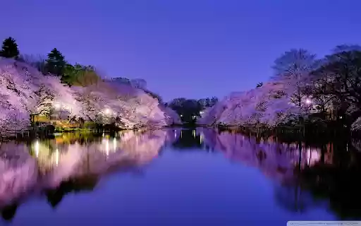 Night Sakura The Serene Beauty of Osaka from Chrome web store to be run with OffiDocs Chromium online Night Sakura The Serene Beauty of Osaka from Chrome web store to be run with OffiDocs Chromium online