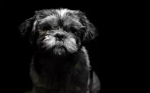 Portrait of a Cute Little Dog from Chrome web store to be run with OffiDocs Chromium online Portrait of a Cute Little Dog from Chrome web store to be run with OffiDocs Chromium online