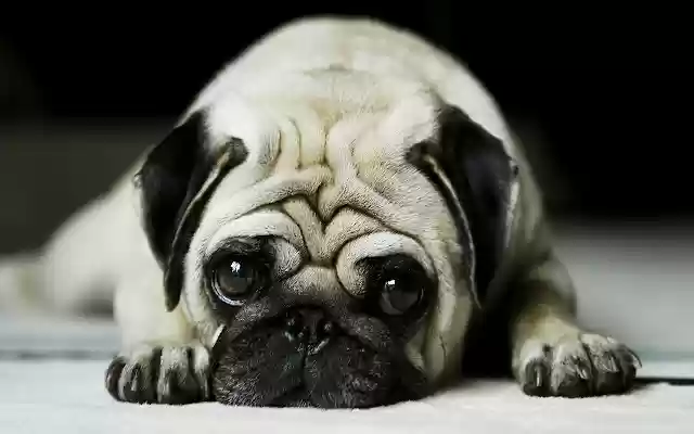 Pug from Chrome web store to be run with OffiDocs Chromium online Pug from Chrome web store to be run with OffiDocs Chromium online