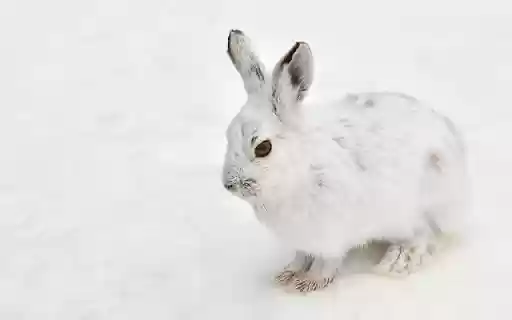 Pure White Rabbit Theme – Elegance in Simplicity from Chrome web store to be run with OffiDocs Chromium online Pure White Rabbit Theme – Elegance in Simplicity from Chrome web store to be run with OffiDocs Chromium online
