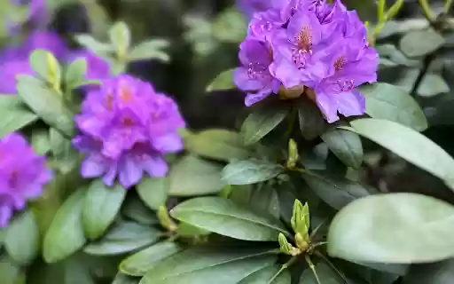 Purple Rhododendron in Bloom from Chrome web store to be run with OffiDocs Chromium online Purple Rhododendron in Bloom from Chrome web store to be run with OffiDocs Chromium online