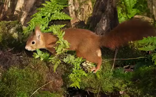 Red brown squirrel from Chrome web store to be run with OffiDocs Chromium online Red brown squirrel from Chrome web store to be run with OffiDocs Chromium online