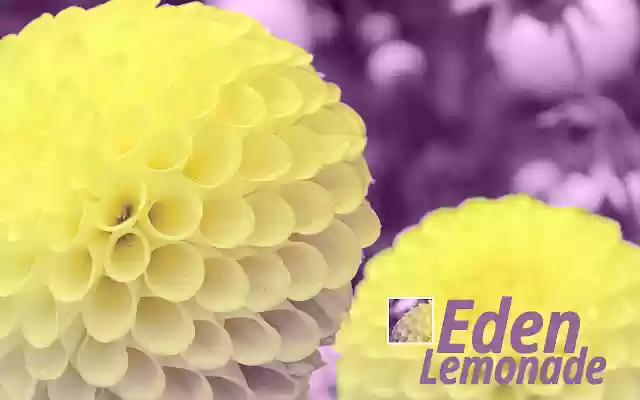 San Francisco Eden Lemonade Dahlias from Chrome web store to be run with OffiDocs Chromium online San Francisco Eden Lemonade Dahlias from Chrome web store to be run with OffiDocs Chromium online