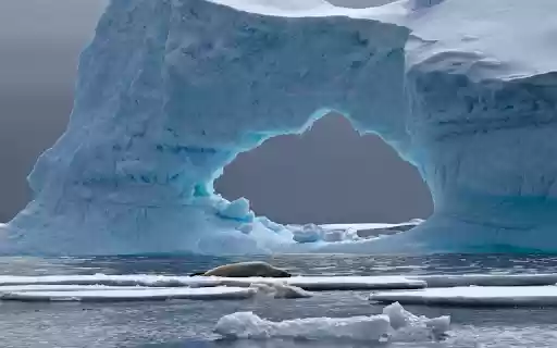 Seals Repose Under an Icy Arch from Chrome web store to be run with OffiDocs Chromium online Seals Repose Under an Icy Arch from Chrome web store to be run with OffiDocs Chromium online