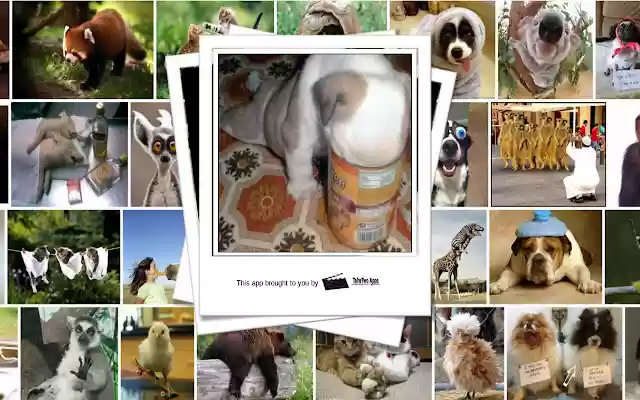 Silly Animal of the Day from Chrome web store to be run with OffiDocs Chromium online Silly Animal of the Day from Chrome web store to be run with OffiDocs Chromium online